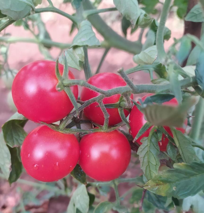Apartment Parenzana, Little Row House With Big Green Yard In Central Istria Rakotule Екстериор снимка